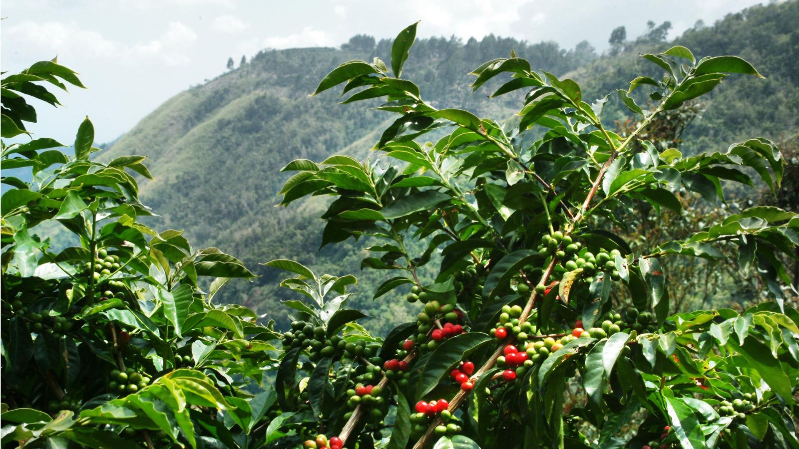 hình ảnh cây cà phê tại vùng núi cao blue mountain