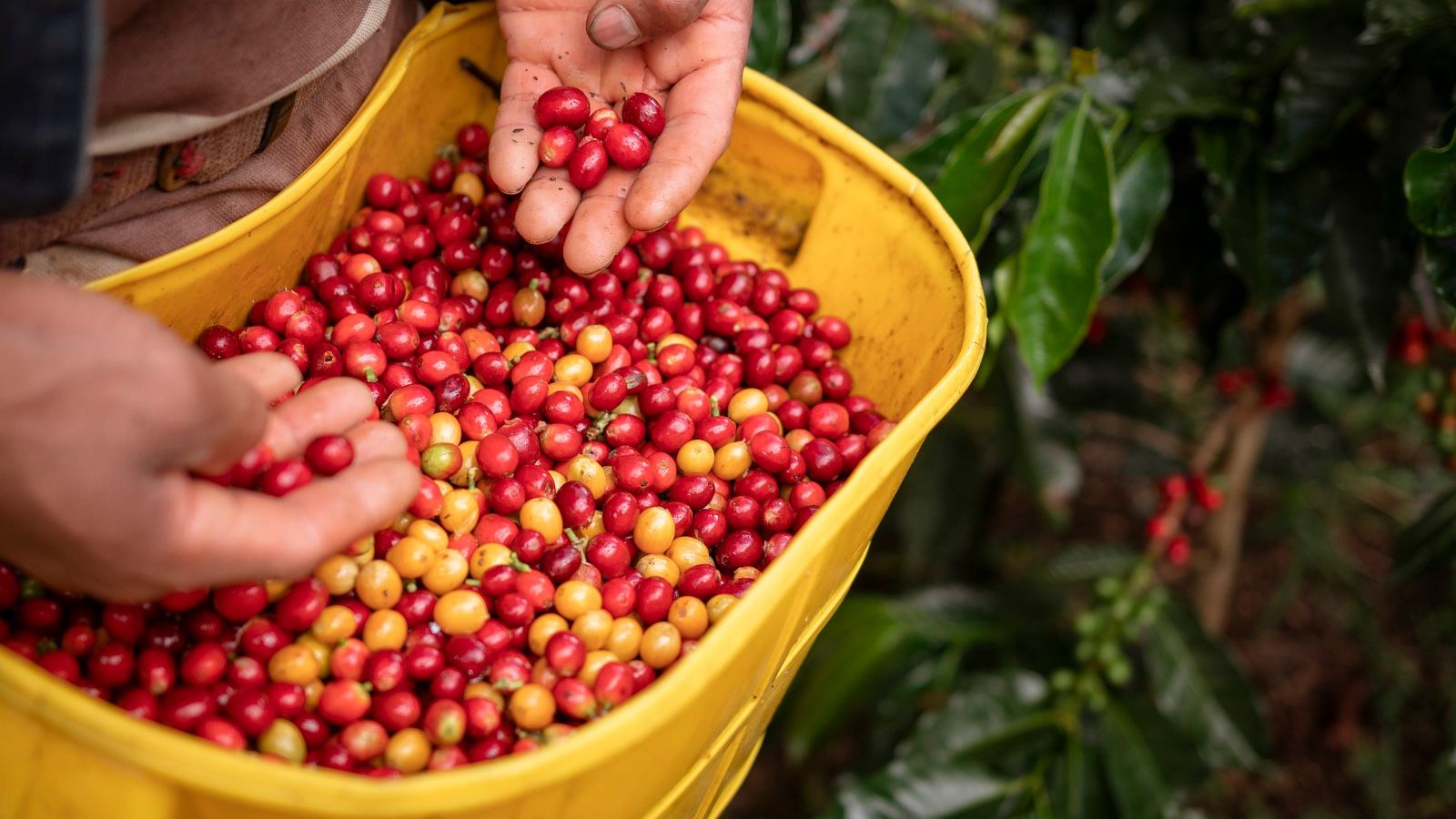 hình ảnh tay người nông dân đang thu hoạch hạt cà phê colombia ngon nhất thế giới 