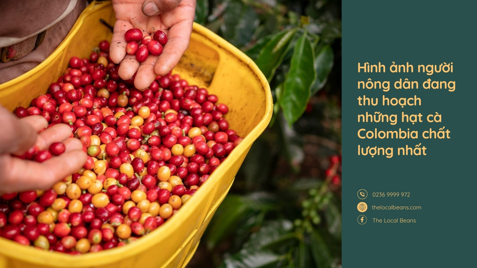 người nông dân đang thu hoạch cà phê colombia