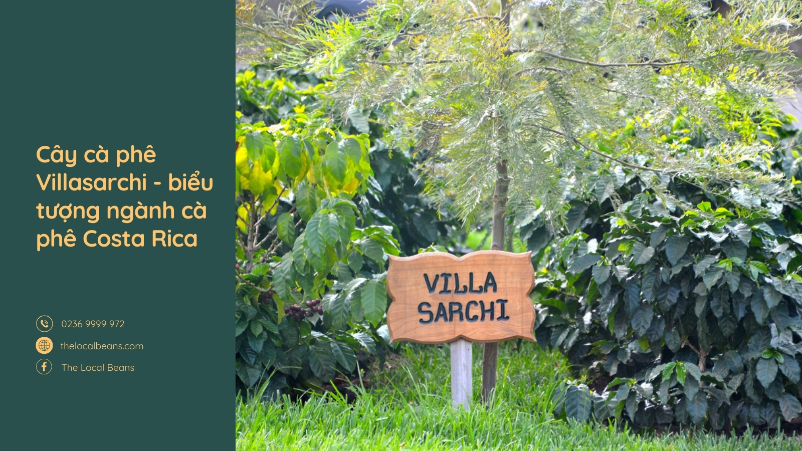 hình ảnh cây cà phê villa sarchi