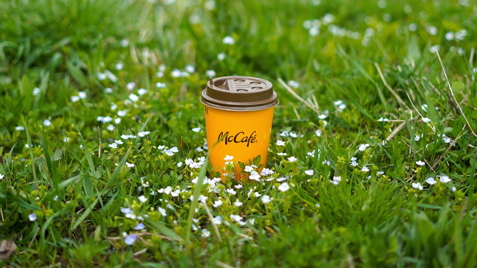 cafe nổi tiếng thế giới, hình ảnh ly cà phê mccafe trên nền cỏ xanh và hoa trắng