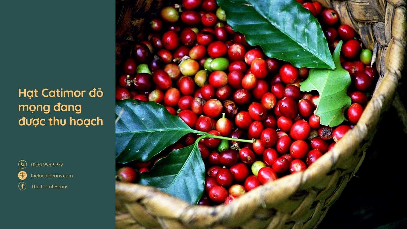 các hạt cà phê catimor đang được thu hoạch đỏ tươi