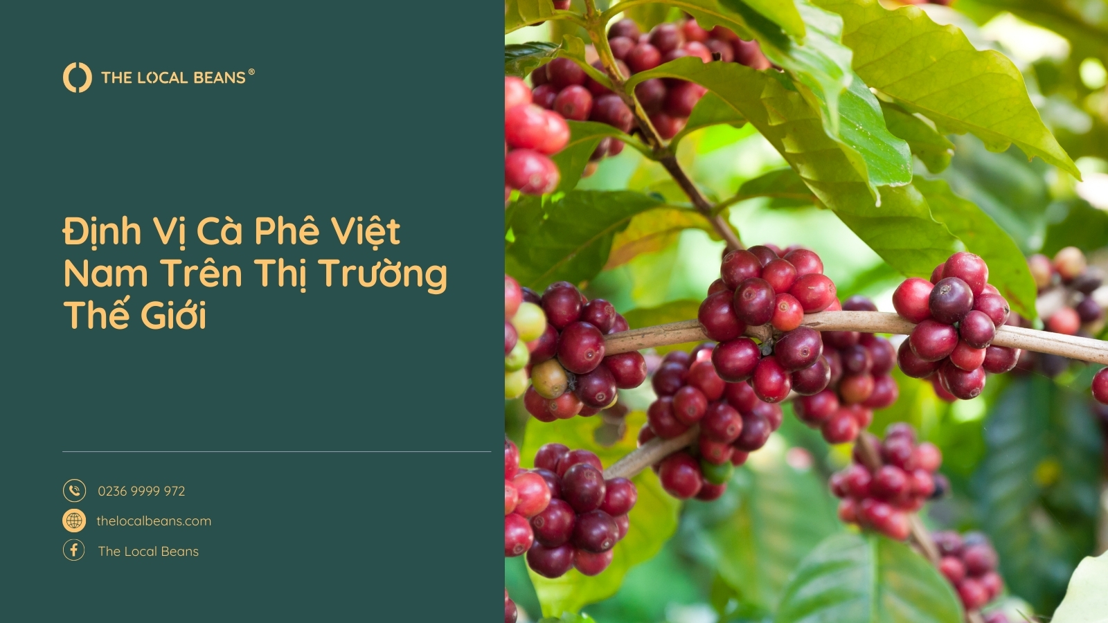 cà phê Việt Nam trên thị trường thế giới cùng hình ảnh cây cà phê Việt Nam