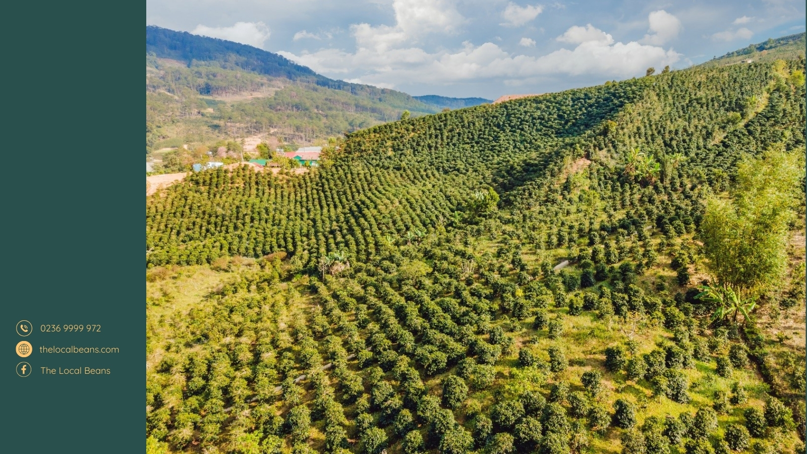 một vùng trồng trọt/canh tác cà phê của Việt Nam