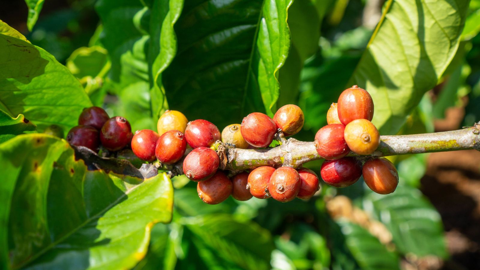 những quả cà phê đỏ mọng trên cây, lịch sử cafe việt nam