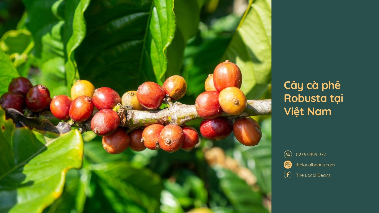 hình ảnh cây cà phê và quả cà phê robusta