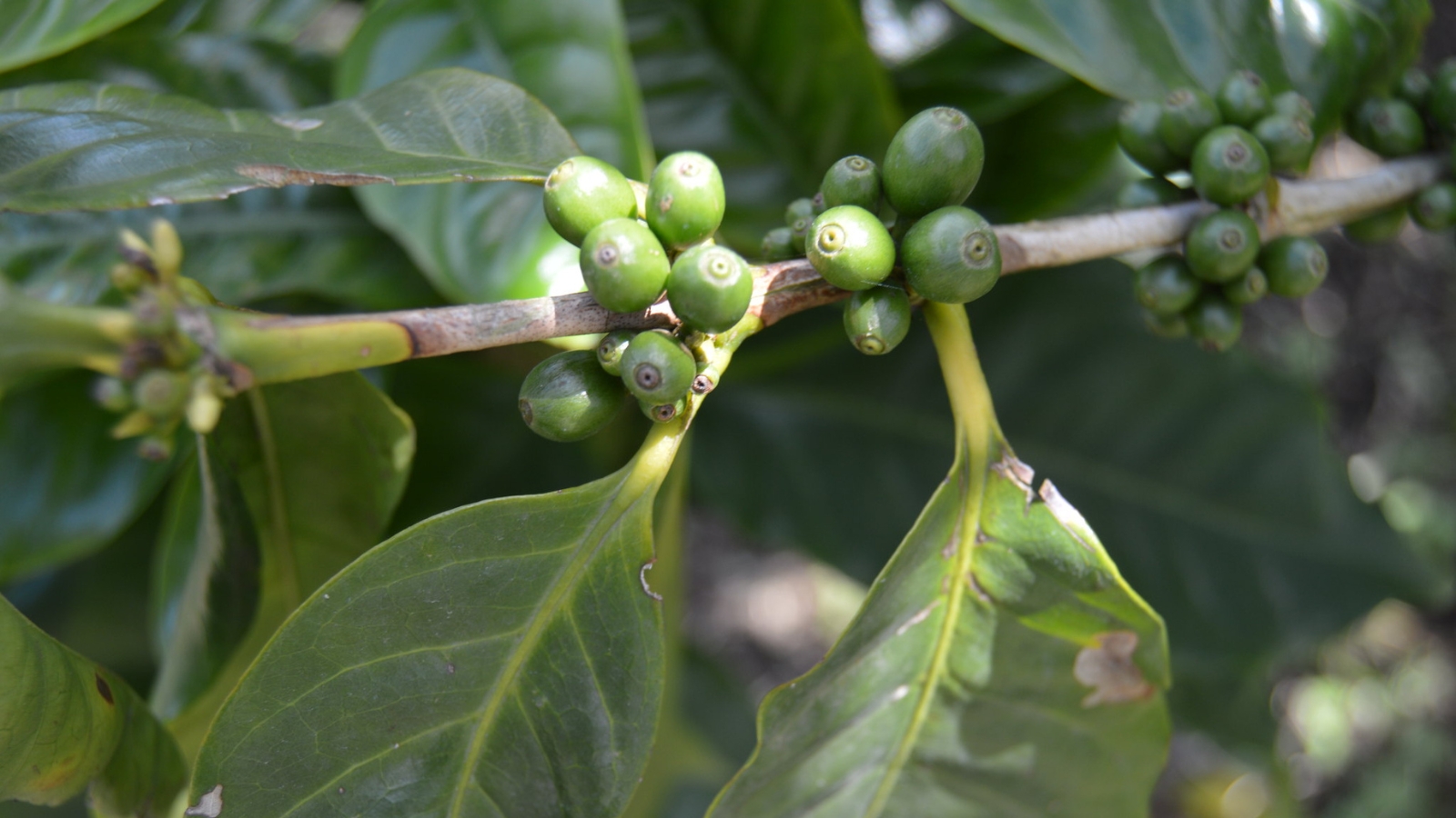 cây và hạt cà phê tại quốc gia costa rica