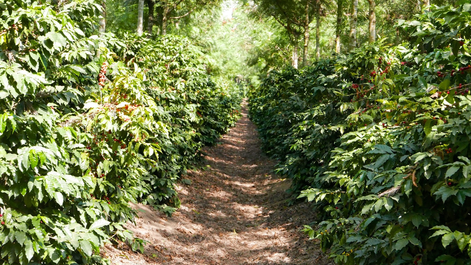 vườn trồng cà phê tại guatemala