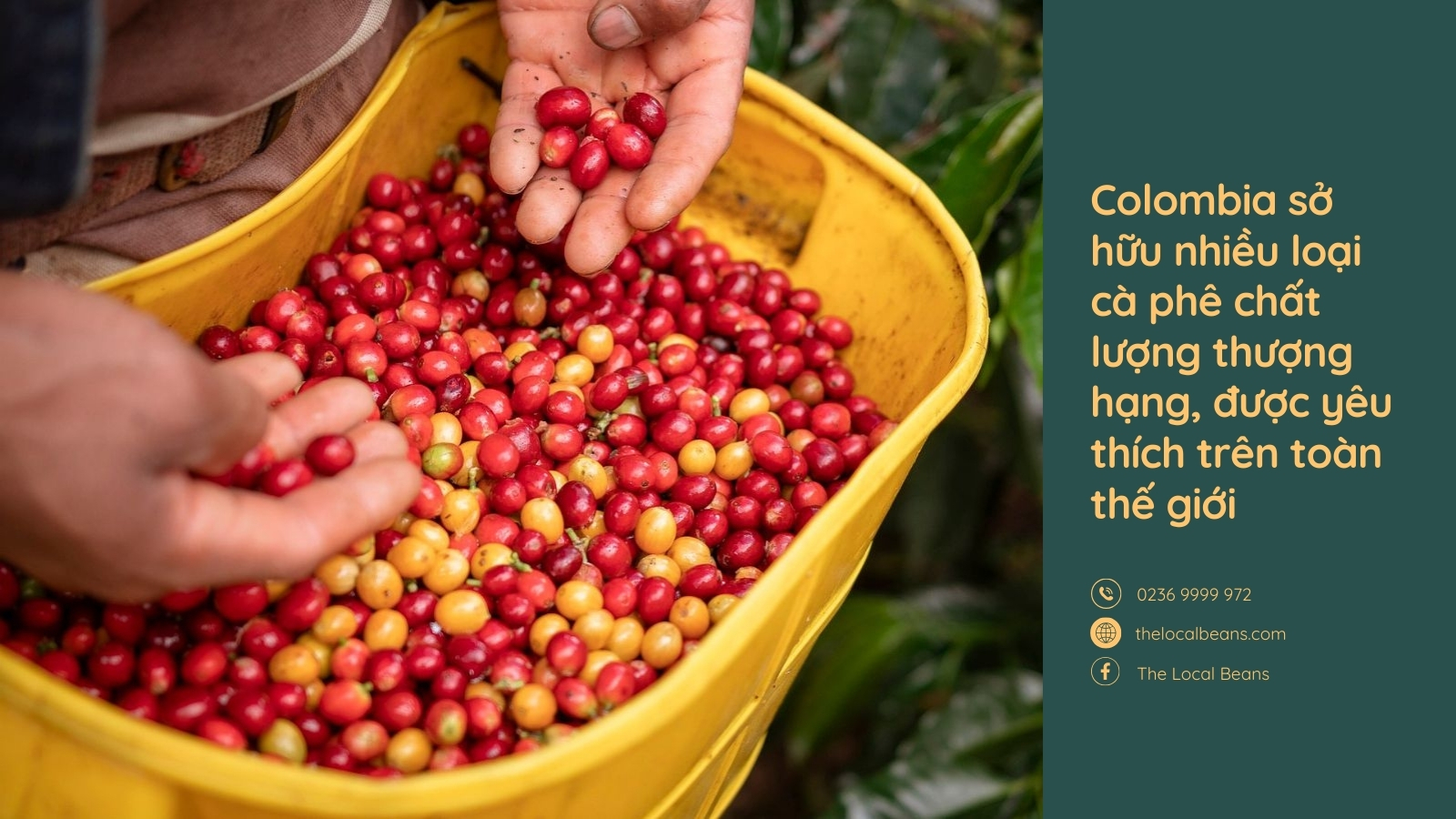 những hạt cà phê nơi hạt cafe ngon nhất thế giới colombia