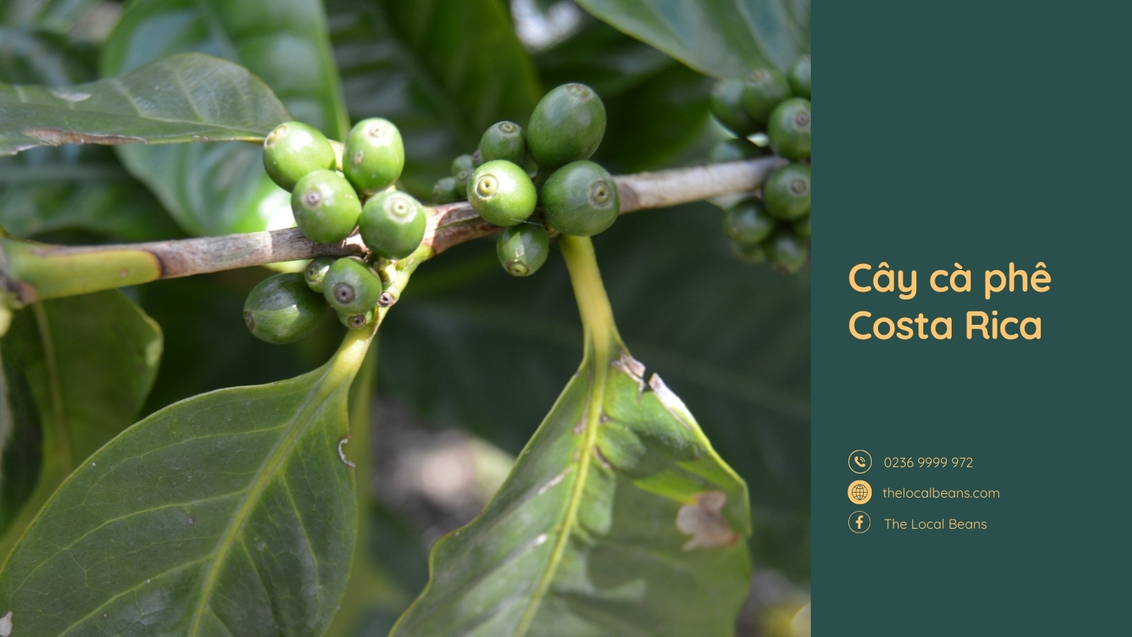 cây cà phê costa rica nơi hạt cafe ngon nhất thế giới hình thành 