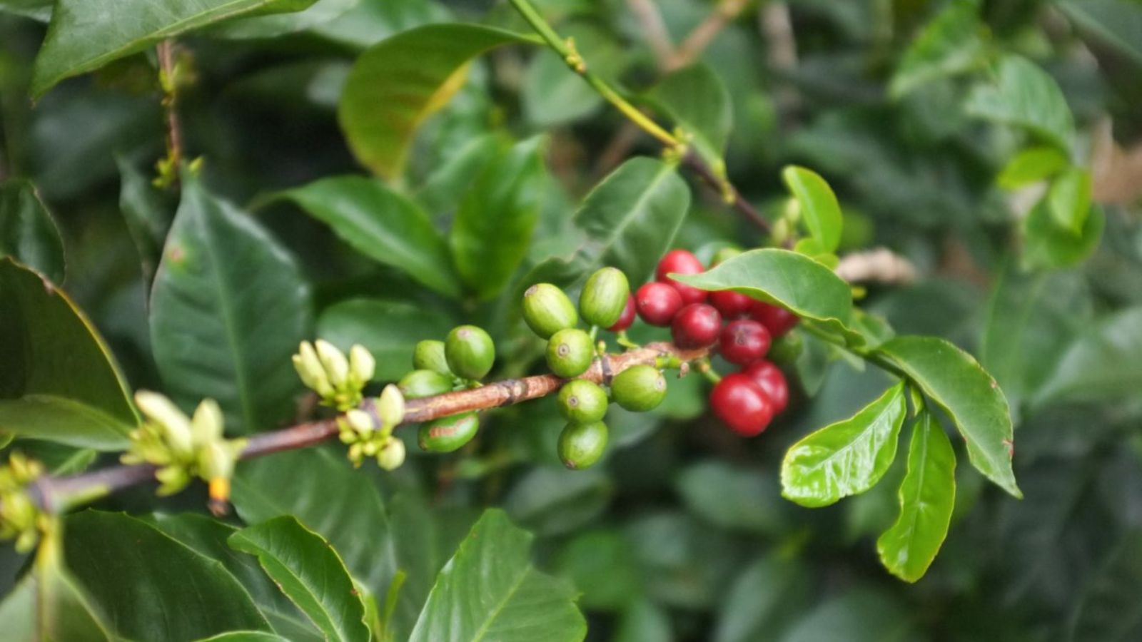 trái cà phê typica trên cây cà phê