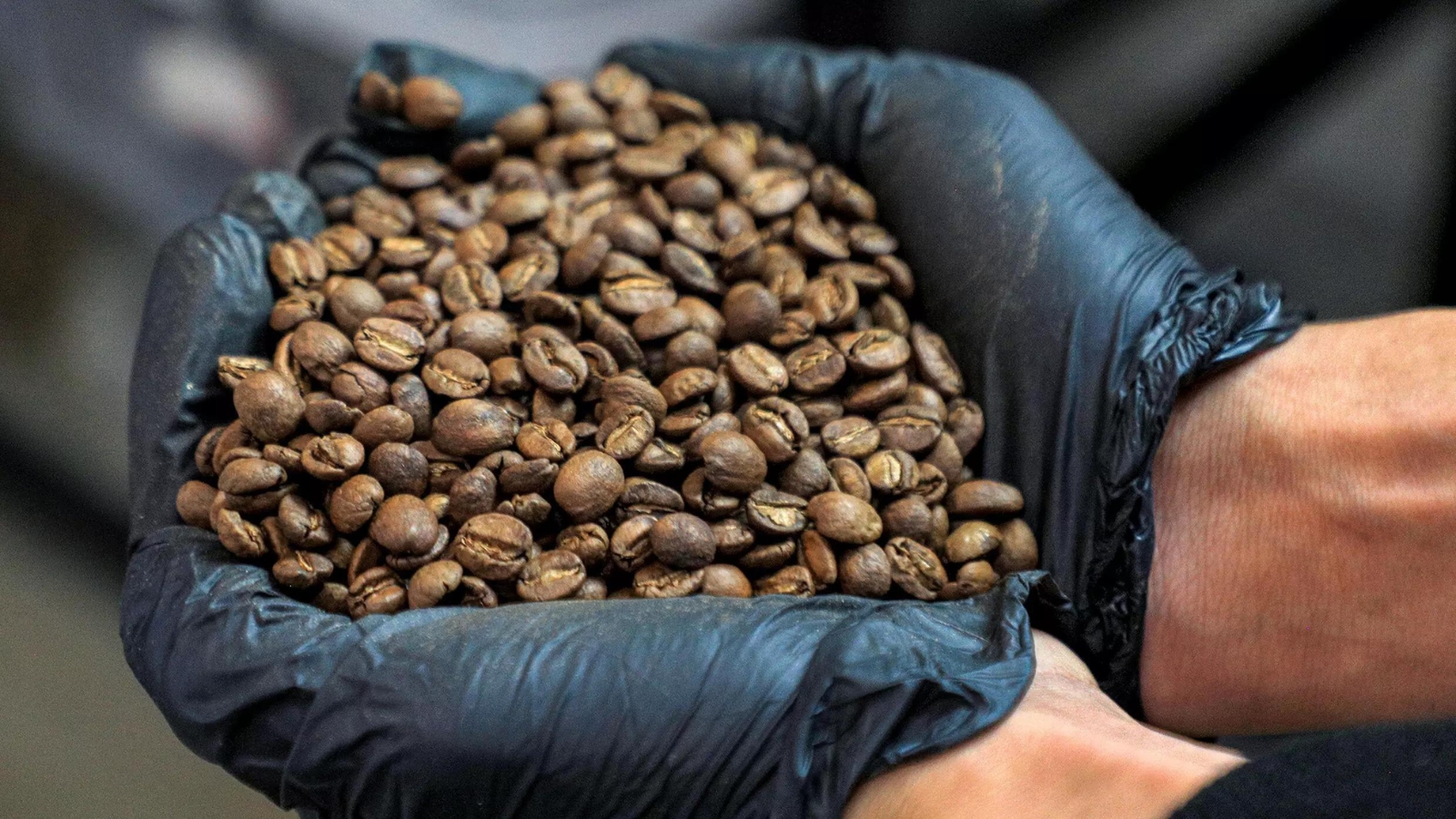 những hạt cà phê trên tay người nông dân yemen