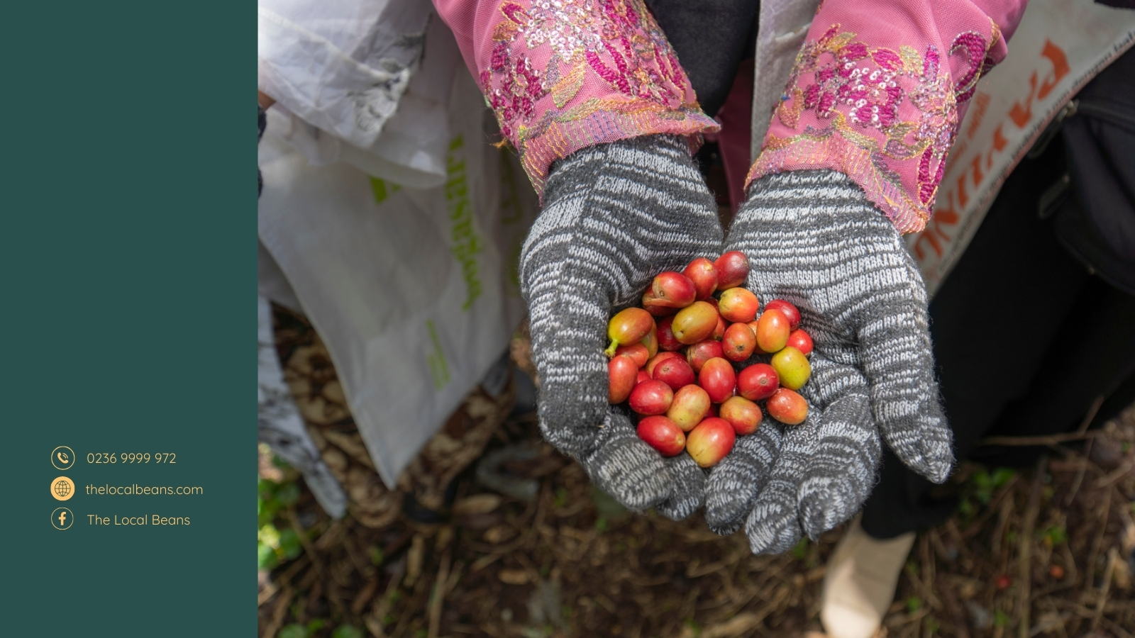 tay người nông dân đang thu hoahcj quả cà phê arabica