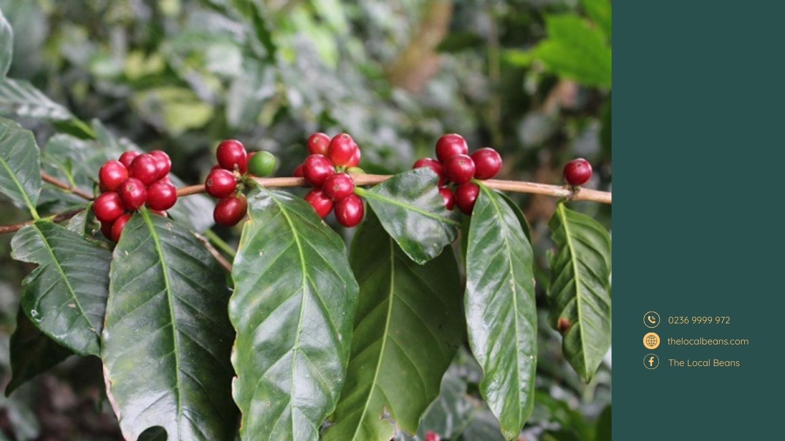 cây cà phê arabica