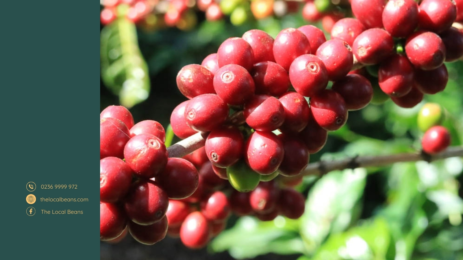 cây cà phê arabica moka