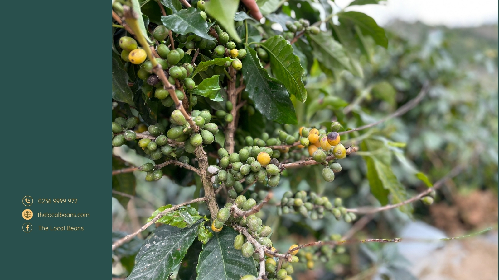 cây cà phê arabica typica