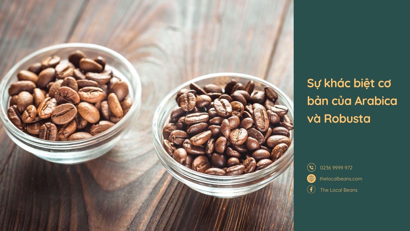 hai chén hạt cà phê arabica và robusta, thê rhienej rõ đặc điểm cà phê arabica và robusta là khác nhau