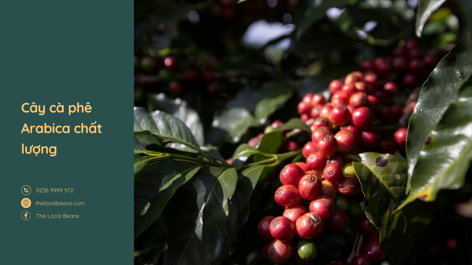 cây cà phê arabica chất lượng cao