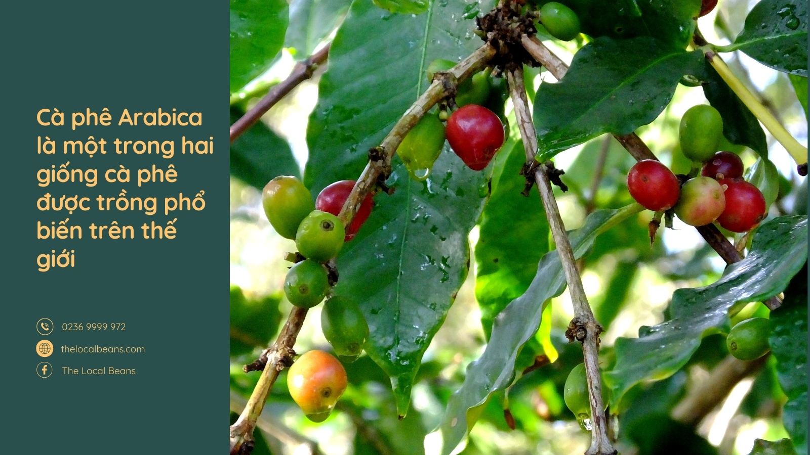 cây cà phê arabica đỏ mọng