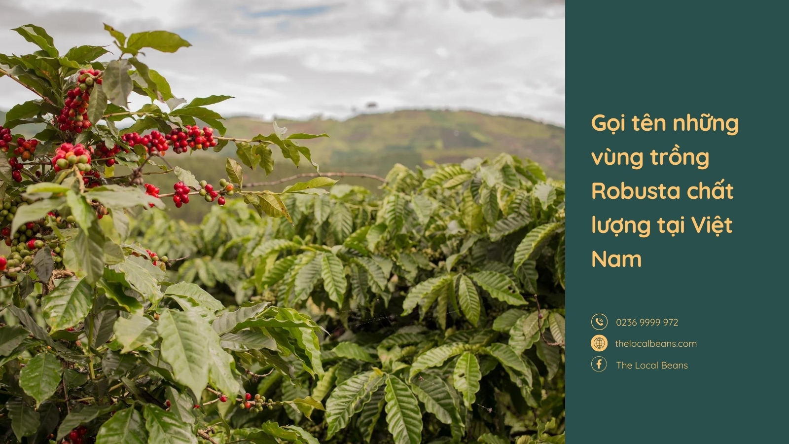 vùng trồng cà phê robusta
