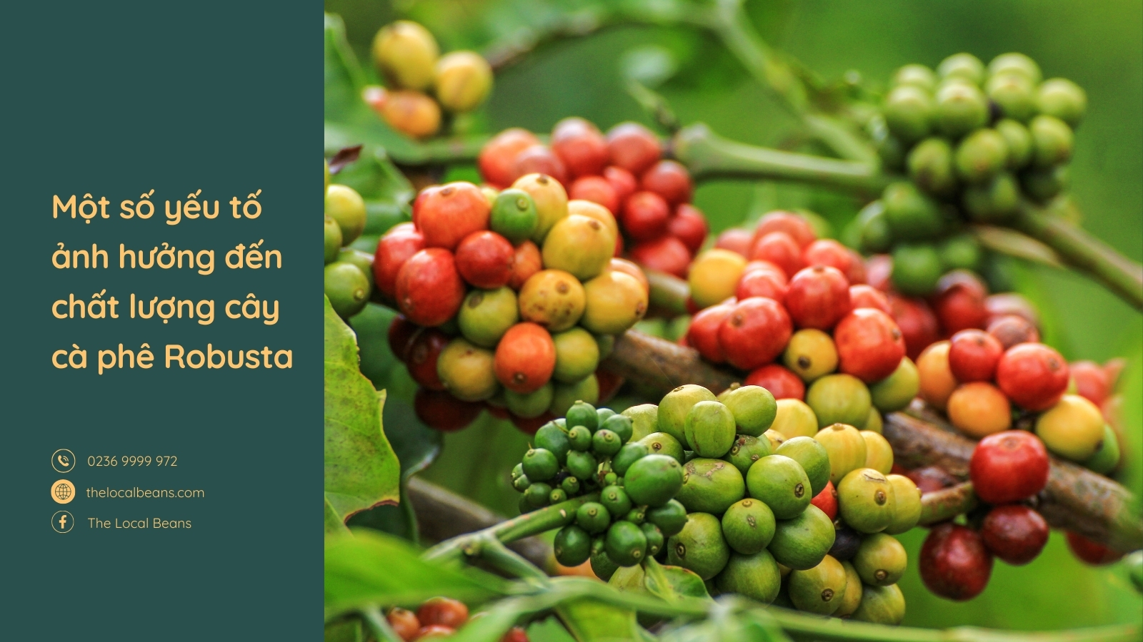 cây cà phê robusta được trồng ở đâu tại Việt Nam
