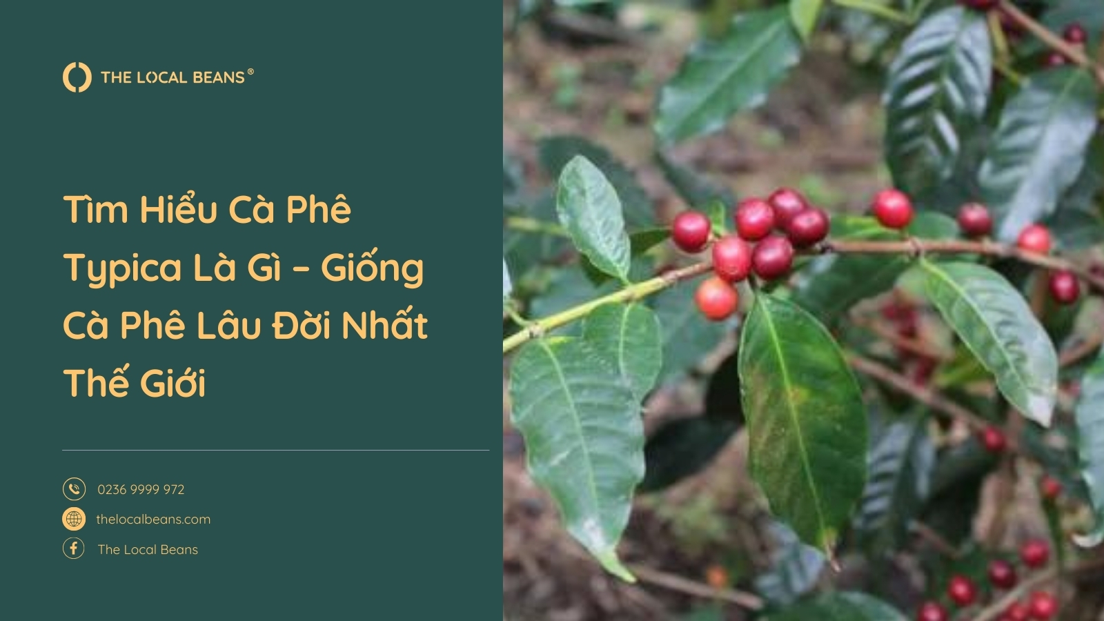 cây cà phê typica là gì