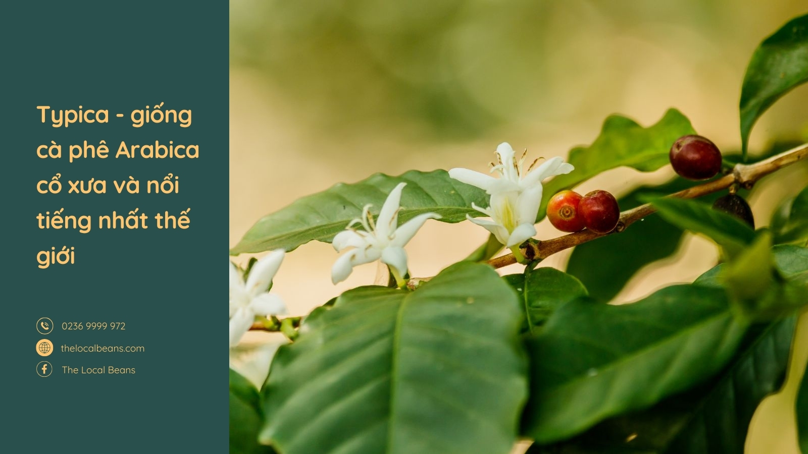 hình ảnh cây cà phê và hoa cà phê typica là gì