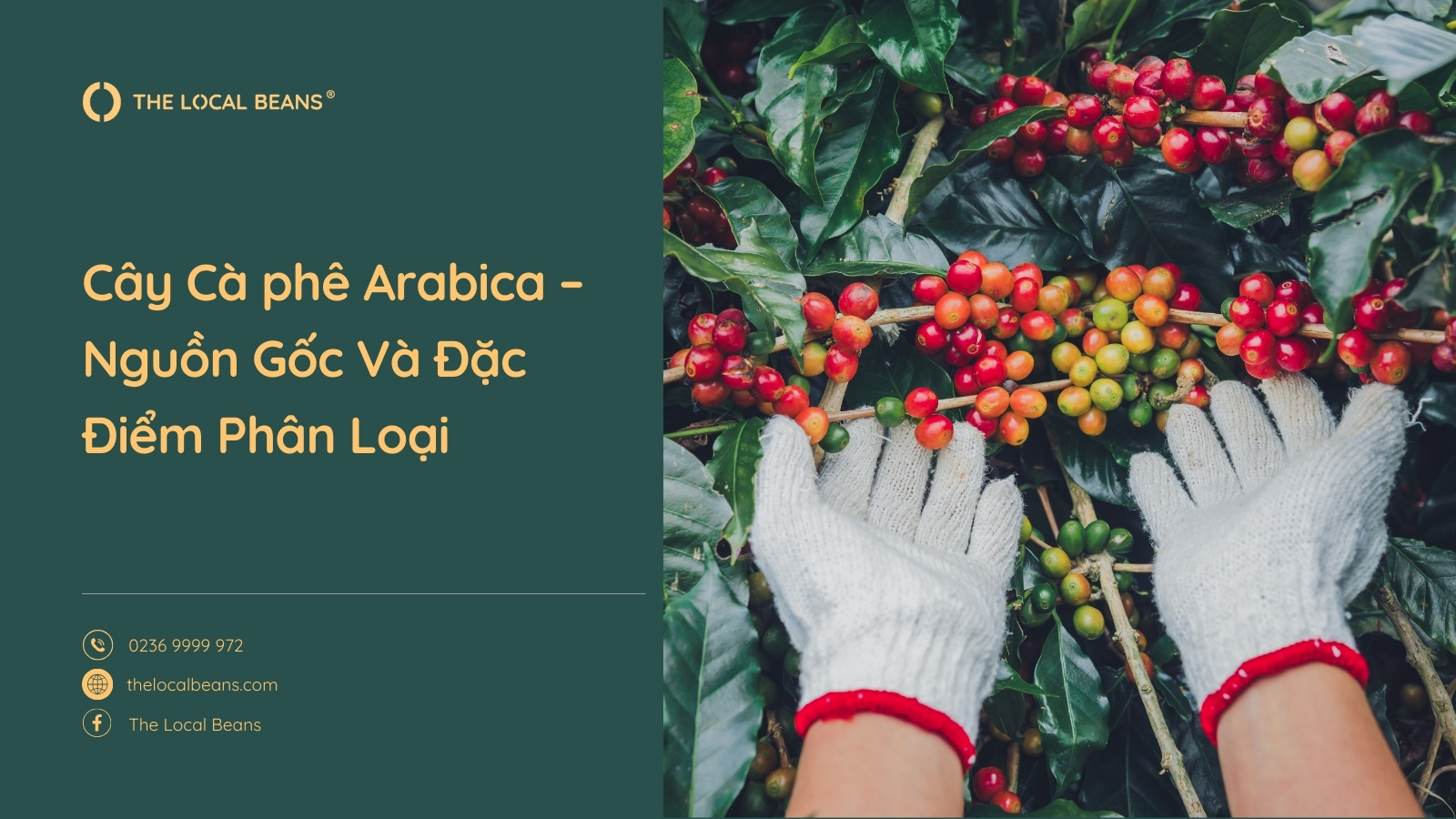cây cà phê arabica và tay người nông dân