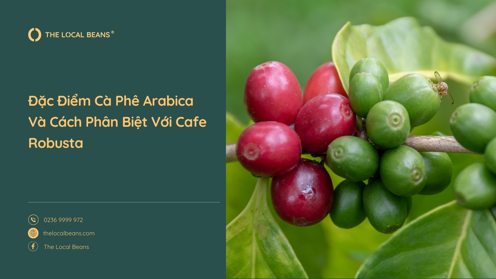 quả cà phê arabica màu đỏ và xanh