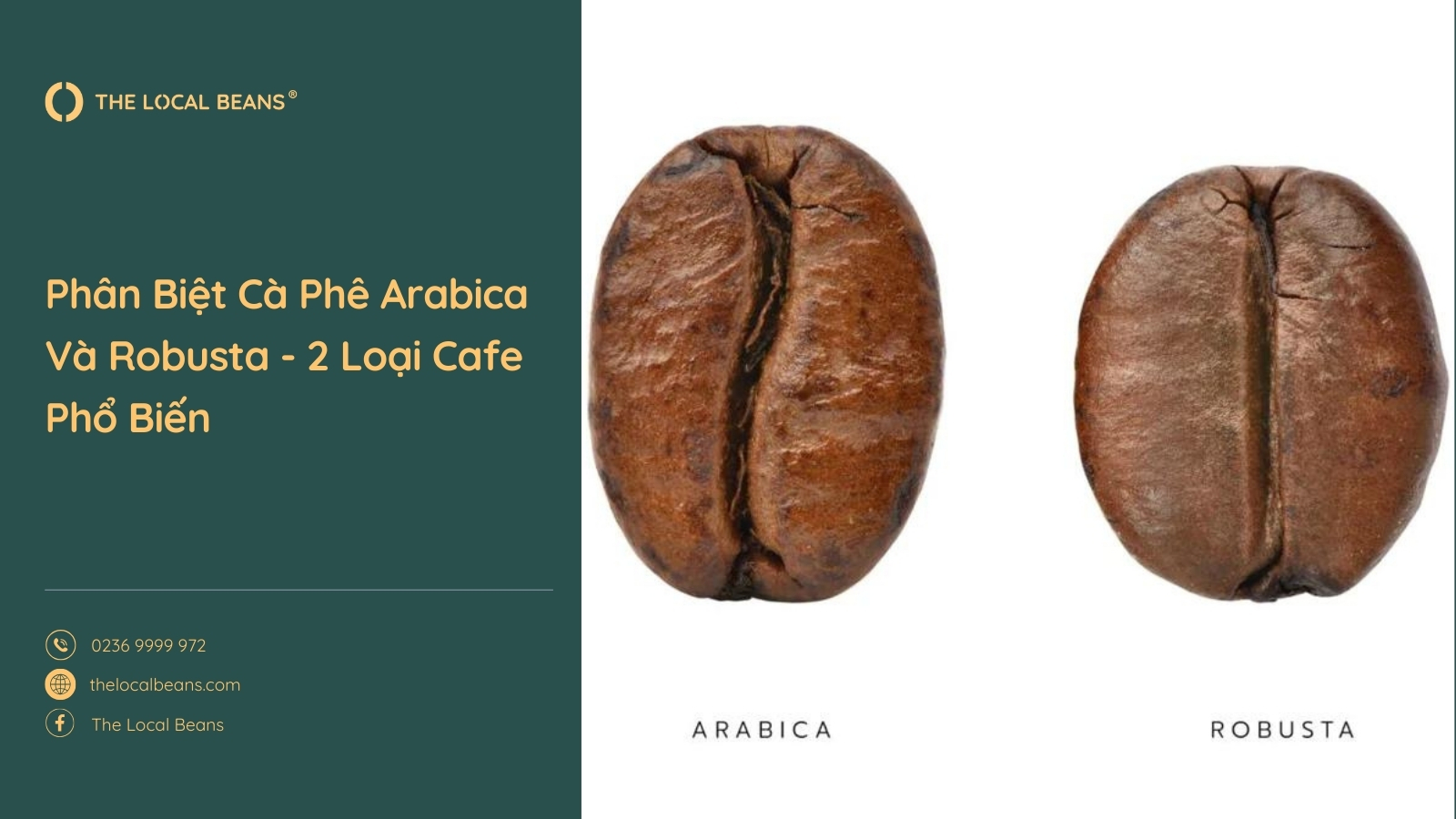 hai hạt cà phê đại diện cho phân biệt cà phê arabica và robusta
