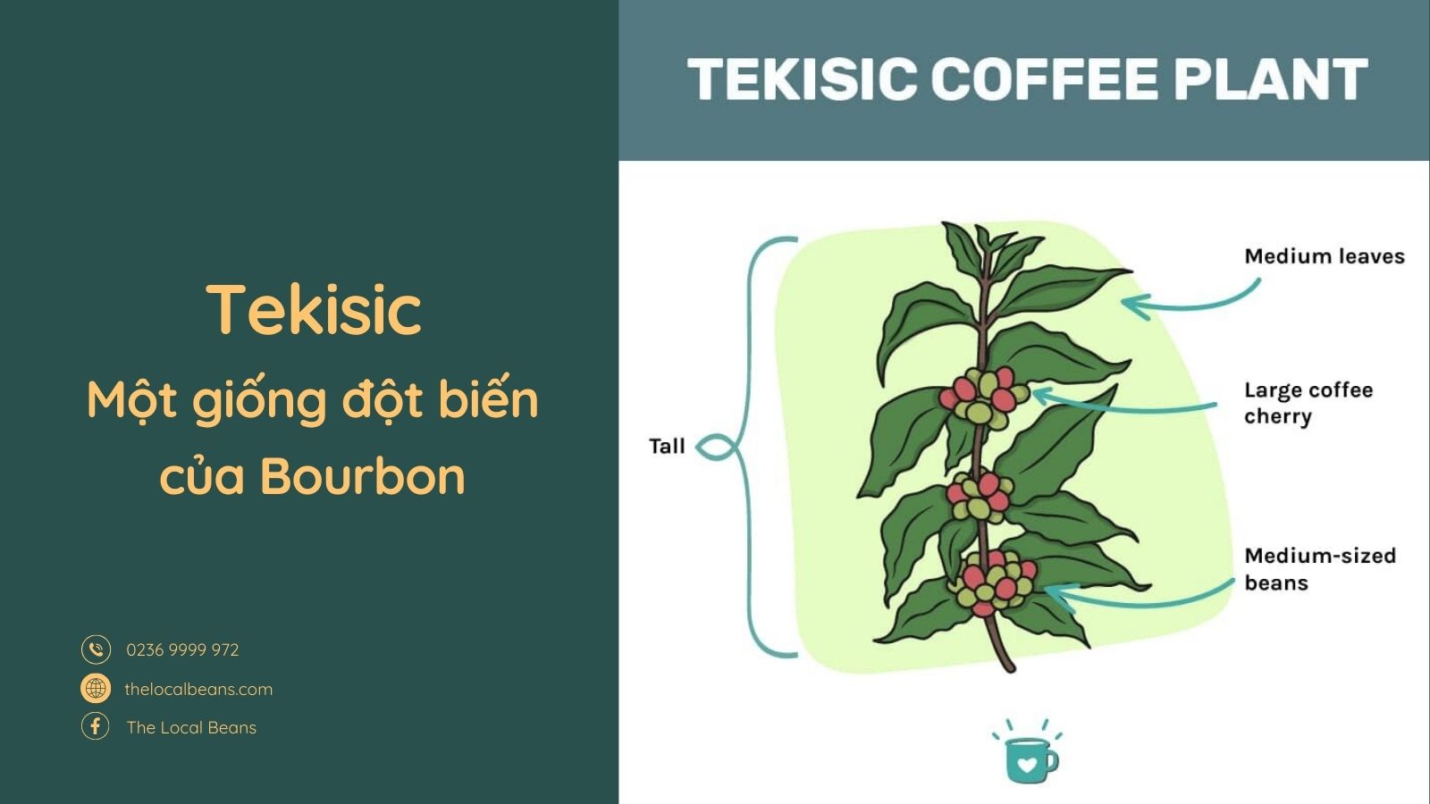 Hình ảnh miêu tả đặc điểm sinh học của cây cà phê Tekisik/Tekisic