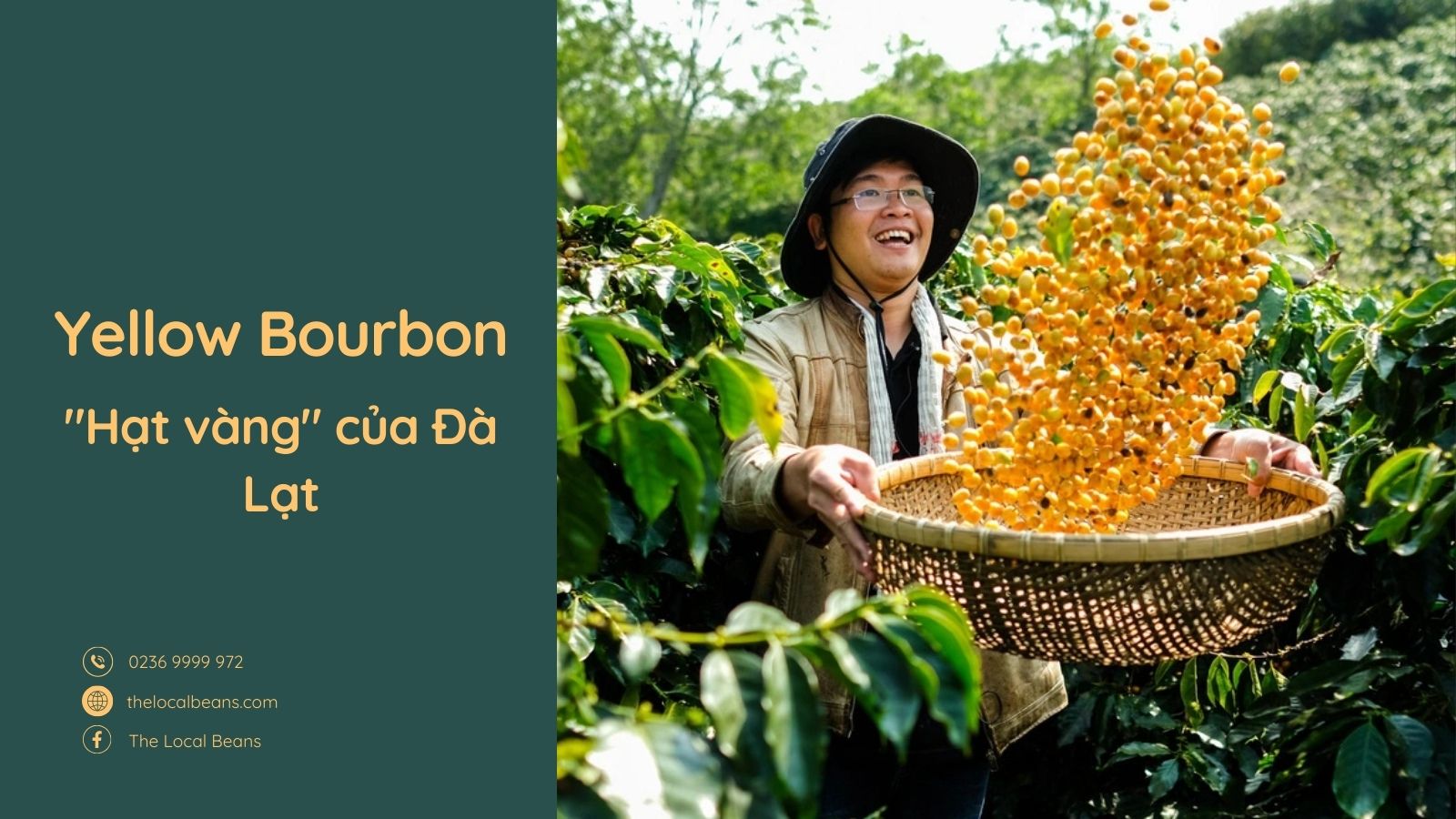 Người trồng cà phê tại Đà Lạt vui mừng khi thu hoạch hạt Yellow Bourbon