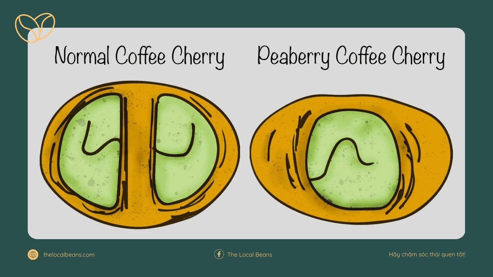 Hình ảnh trái cà phê thông thường có 2 nhân còn trái cà phê Culi có 1 nhân