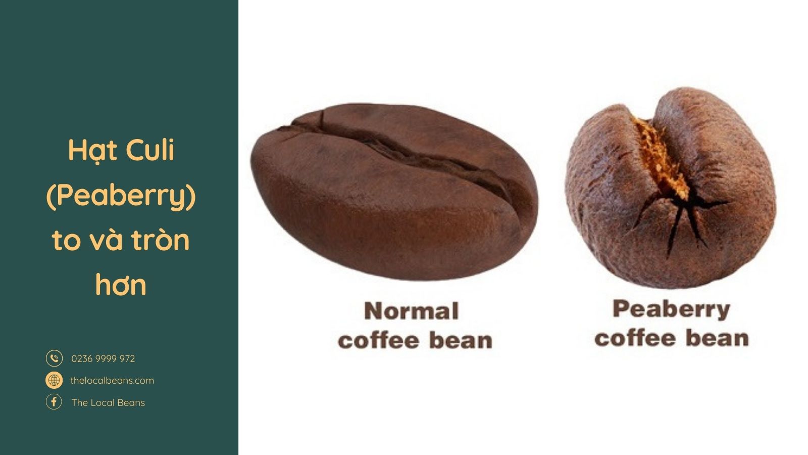 Hạt cà phê thông thường và hạt cà phê Culi